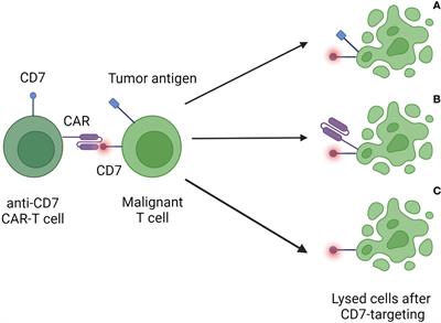 Broadening the horizon: potential applications of CAR-T cells beyond current indications